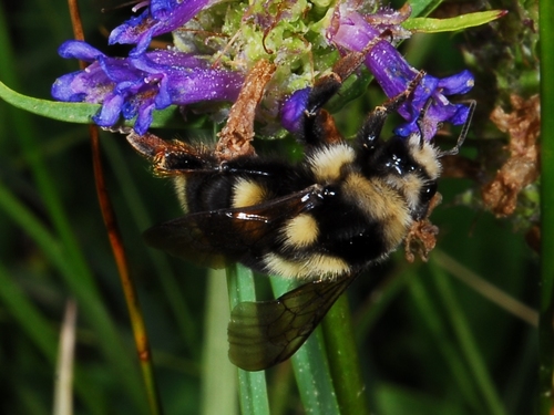 iNaturalist observation photo of Nearctic Bumble Bee