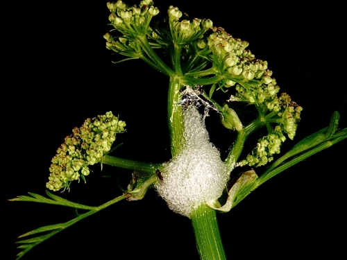 iNaturalist observation photo of True Spittlebugs