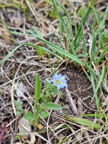 Image of Gentiana squarrosa by (c) Игорь Соколов, some rights reserved (CC BY)