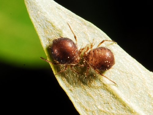 iNaturalist observation photo of Aphids