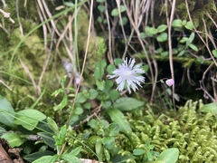 Thalictrum urbainii