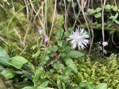 Thalictrum urbainii