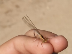 Platycnemis