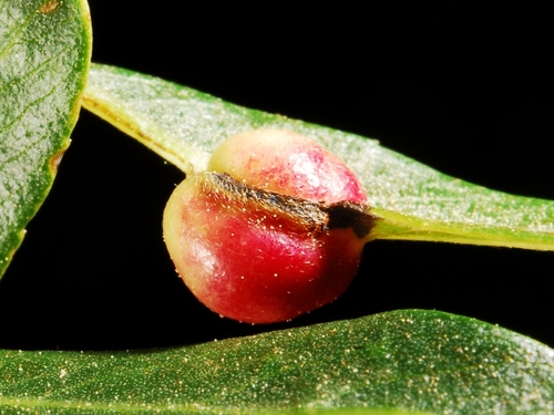 iNaturalist observation photo of Willow Apple Gall Sawfly