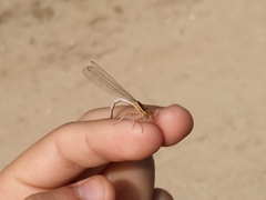 Platycnemis