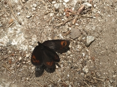 Erebia triarius