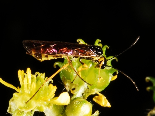 iNaturalist observation photo of Stem Sawflies