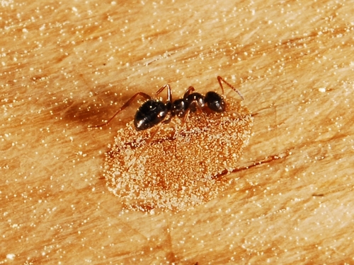 iNaturalist observation photo of Ants