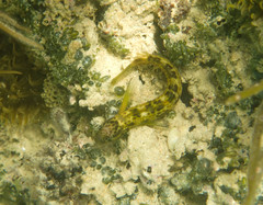 Microlipophrys canevae