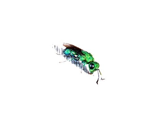 iNaturalist observation photo of Chrysidinae