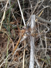 Trithemis annulata