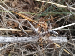 Trithemis annulata