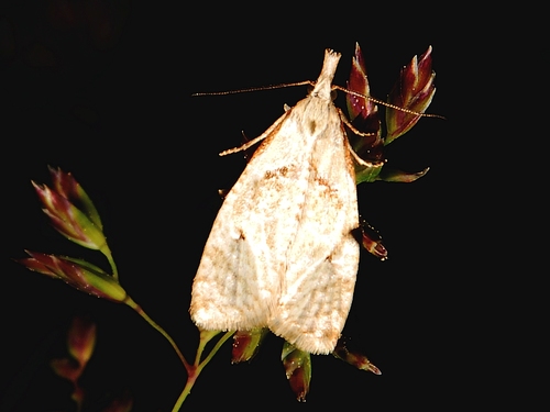 iNaturalist observation photo of Butterflies and Moths