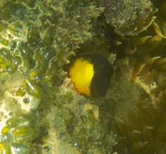 Microlipophrys canevae