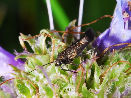 iNaturalist observation photo of Flower Moths