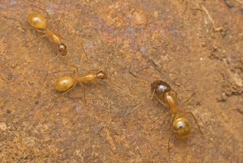 Camponotus novaehollandiaeCamponotus novaehollandiae