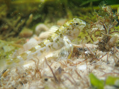 Lipophrys trigloides