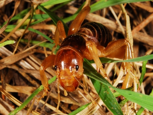 iNaturalist observation photo of North American Jerusalem Crickets