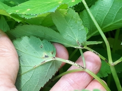 Puccinia aegopodii