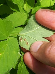 Puccinia aegopodii