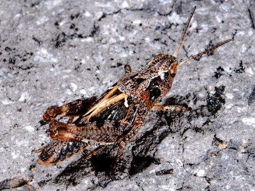 iNaturalist observation photo of Short-horned Grasshoppers