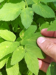 Puccinia aegopodii
