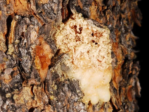 iNaturalist observation photo of Mountain Pine Beetle