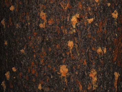 iNaturalist observation photo of Mountain Pine Beetle