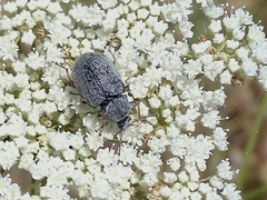 Mycterus umbellatarum