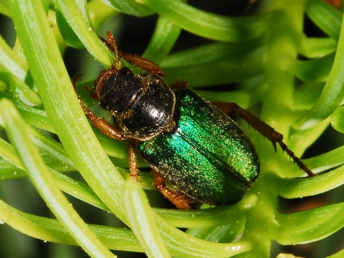 iNaturalist observation photo of Dichelonyx
