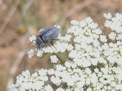 Mycterus umbellatarum