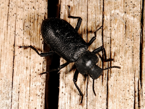 iNaturalist observation photo of Serrated Darkling Beetle