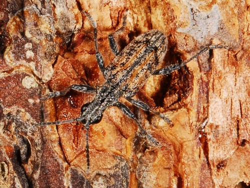 iNaturalist observation photo of Ribbed Pine Borer