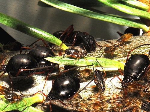 iNaturalist observation photo of Giant Conifer Aphids