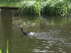 Phalacrocorax carbo
