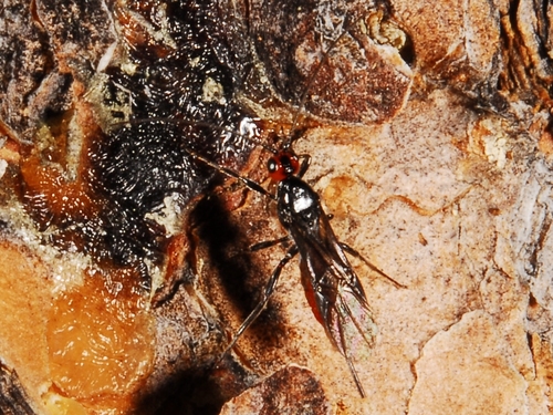 iNaturalist observation photo of Braconid Wasps