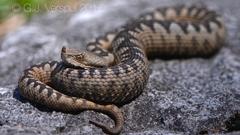 Vipera ammodytes ammodytes