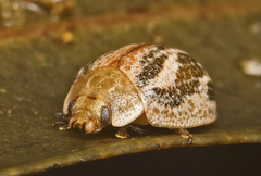 Paropsisterna semifumata