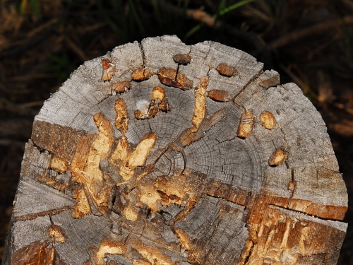 iNaturalist observation photo of Tooth-necked and Aberrant Longhorn Beetles