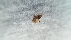 Cyphodema instabilis