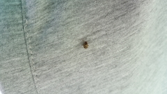 Cyphodema instabilis