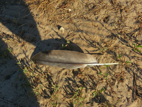 Plume de Busard cendré