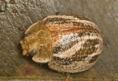 Paropsisterna semifumata