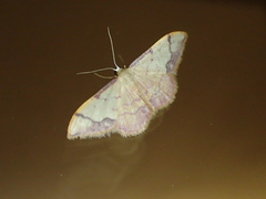 Idaea ostrinaria