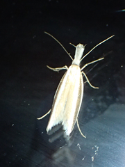 Pleurota aristella