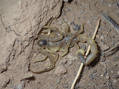 Doria Yellow Scorpion photo 3