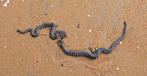 Little File Snake sighting