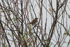 Acrocephalus dumetorum