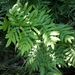 European Royal Fern - Photo (c) Paolo Eusebio Bergò, some rights reserved (CC BY-NC), uploaded by Paolo Eusebio Bergò