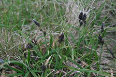 fmunoz, CC BY, iNaturalist via GBIF Carex dacica, photograph fmunoz, CC BY, iNaturalist via GBIF